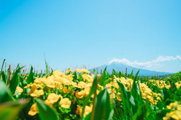 Mt. Fuji, Lake Kawaguchi and flower fields