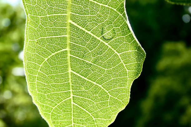 Close up of fig leaf