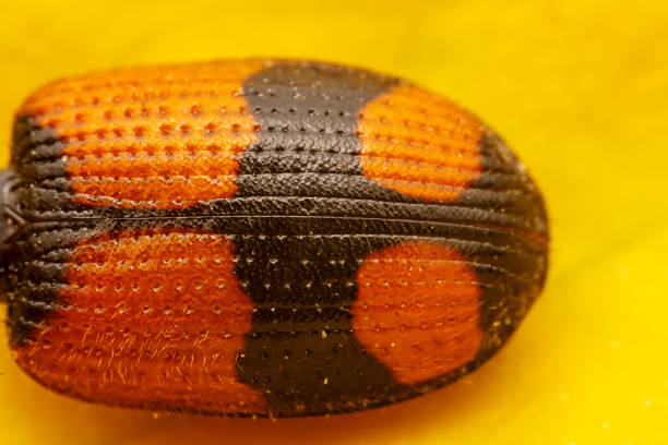 The beautiful shell of Coleoptera insects, found in North China Plain