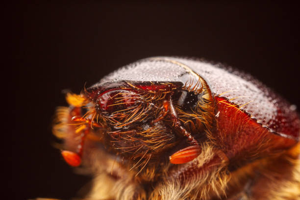 Cockchafer, Melolontha. Insect close-up.