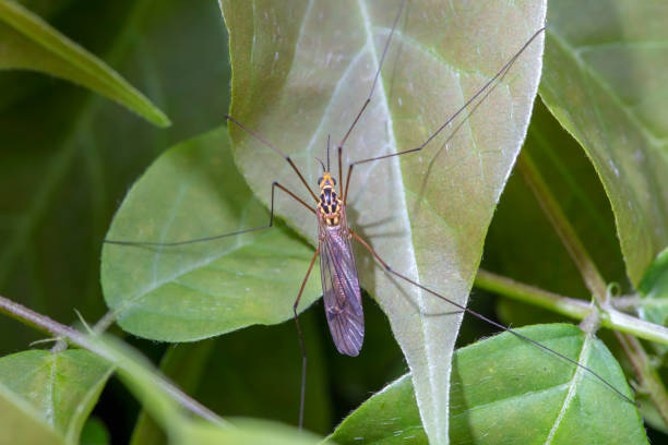 Wild insects outdoors, close-up photos, North China