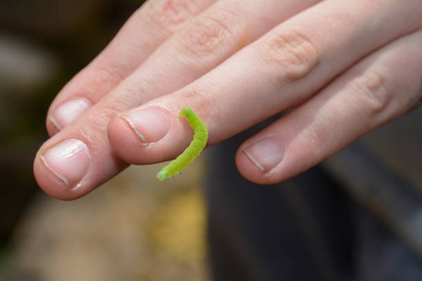 worm is moving slowing on a branch