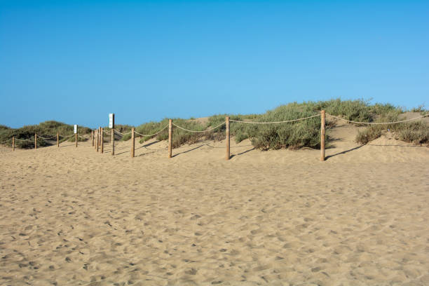 istock Sand dune with a fence to protect the dunes 2154588376
