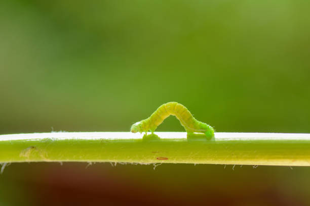 Green caterpillar with lots of spines