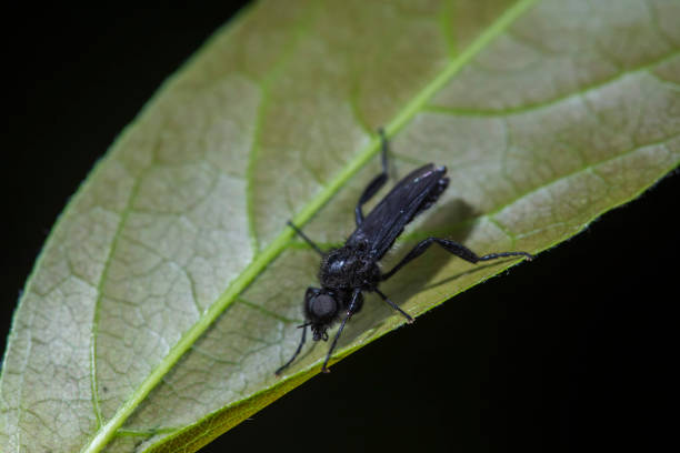 Wild insects outdoors, close-up photos, North China