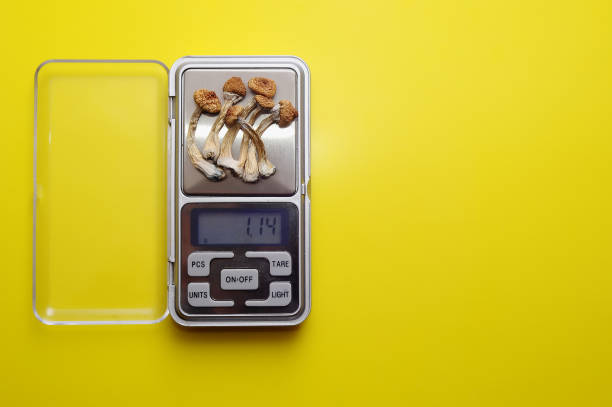 istock Psychedelic microdosing. Dry psilocybin mushrooms and calculator on bright blue background. Micro-dosing concept. 2154591733