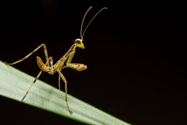 istock The hatching mantis of North China 2154592475