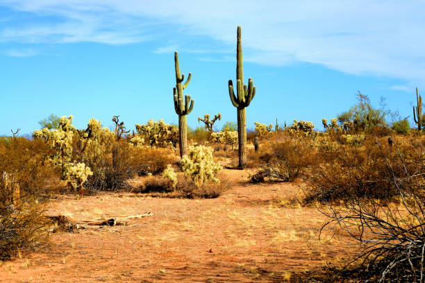 istock Central Sonora Desert Arizona 2154592789