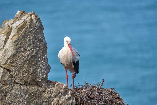 white stork, ciconia ciconia, nesting in a storks colony in the rocky cliffs of Cabo Raso at the western atlantic coast of Portugal, Europe