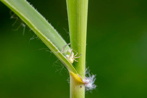 Crab spiders inhabit wild plants in North China