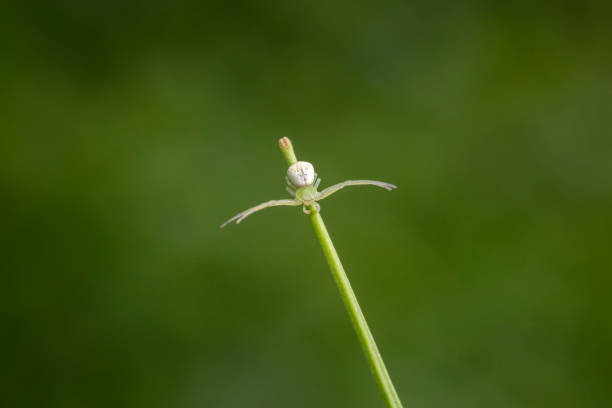 Crab spiders inhabit wild plants in North China