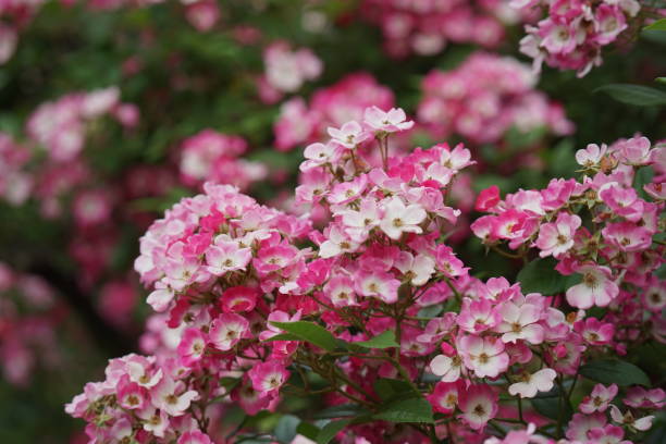 istock Wild Flowers in Garden 2154594144