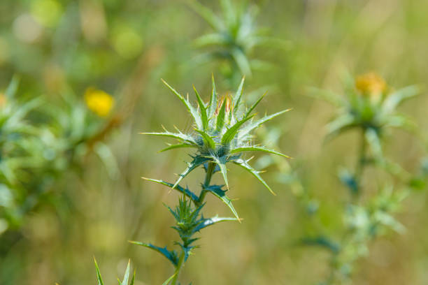 Carthamus lanatus plant (Woolly distaff thistle downy safflower, saffron thistle) on summer