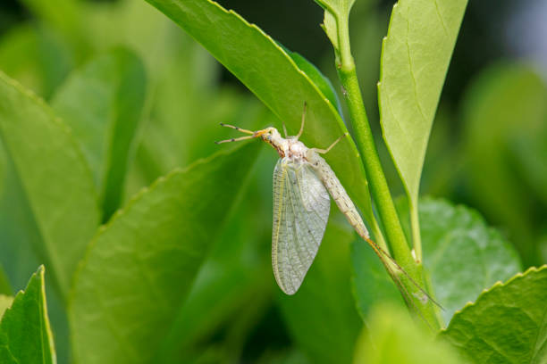 istock A mayfly lives in the wild, North China 2154595461