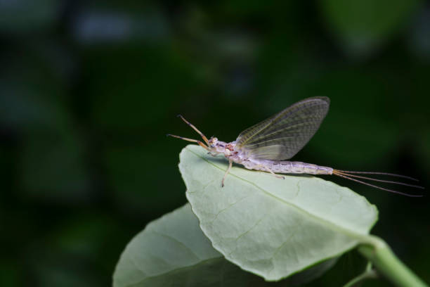 istock A mayfly lives in the wild, North China 2154596294