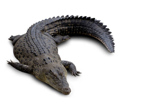 istock Crocodile, Cut Out, White Background, Large, Photography 2154597079