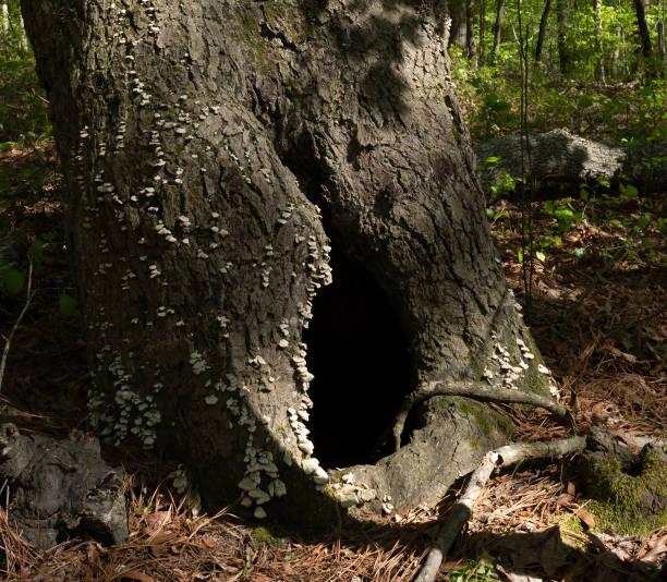 istock Living tree with a big hole in its side 2154597220