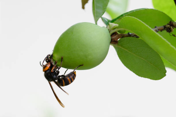 Detailed macro photograph of a wasp resting on a vibrant green leaf, showcasing vivid colors and intricate details of its features against a natural background.