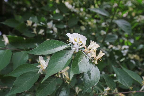 istock Honeysuckle in full bloom in botanical garden, North China 2154599309