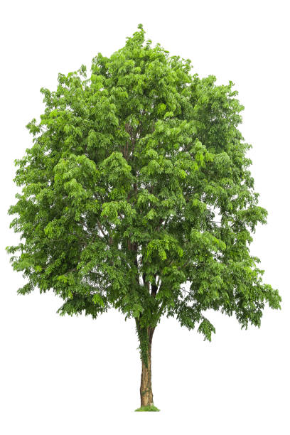 istock Tropical plant  bush shrub tree isolated on white background with clipping path. 2154599324