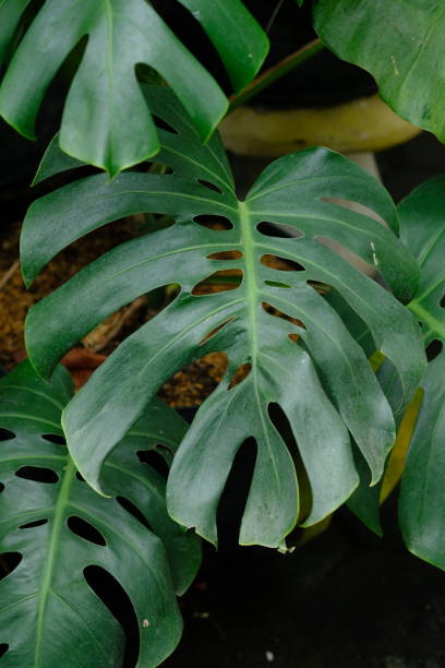 istock Monstera deliciosa, the Swiss cheese plant or spit leaf philodendron. 2154600744