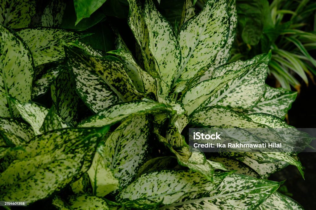 Aglaonema, or better known as sri rezeki and puntik gawah, is a popular ornamental plant from the taro tribe or Araceae. The genus Aglaonema has about 30 species. Aglaonema snow white - Royalty-free Ev Bitkisi Stok görsel Aglaonema, or better known as sri rezeki and puntik gawah, is a popular ornamental plant from the taro tribe or Araceae. The genus Aglaonema has about 30 species. Aglaonema snow white - Royalty-free Ev Bitkisi Stok görsel
