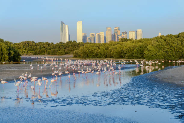 istock flamingo at Ras Al Khor Wildlife Sanctuary in Dubai 2154601418