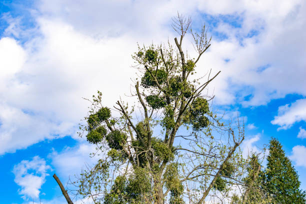 mistletoe on the tree against the sky
