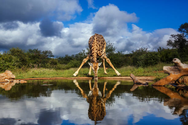 istock Giraffe in Kruger National park, South Africa 2154601807