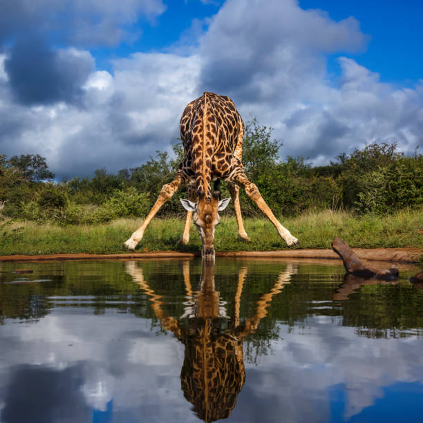 istock Giraffe in Kruger National park, South Africa 2154601883
