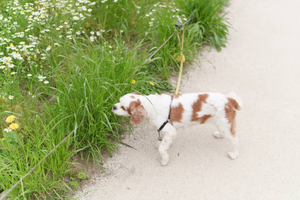 Brown and white springer spaniel dog going for a walk
