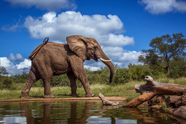 istock African bush elephant in Kruger National park, South Africa 2154602829