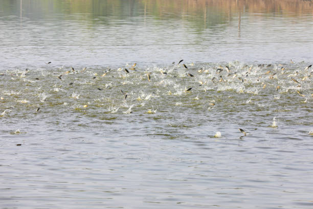 duck swimming in a pond among many fish