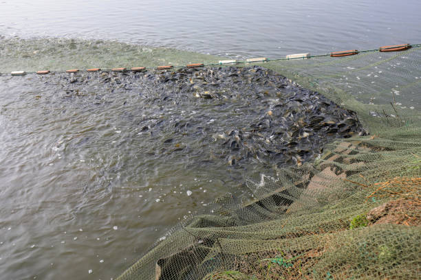 istock Carp jump on the water in a fish pond, North China 2154602993