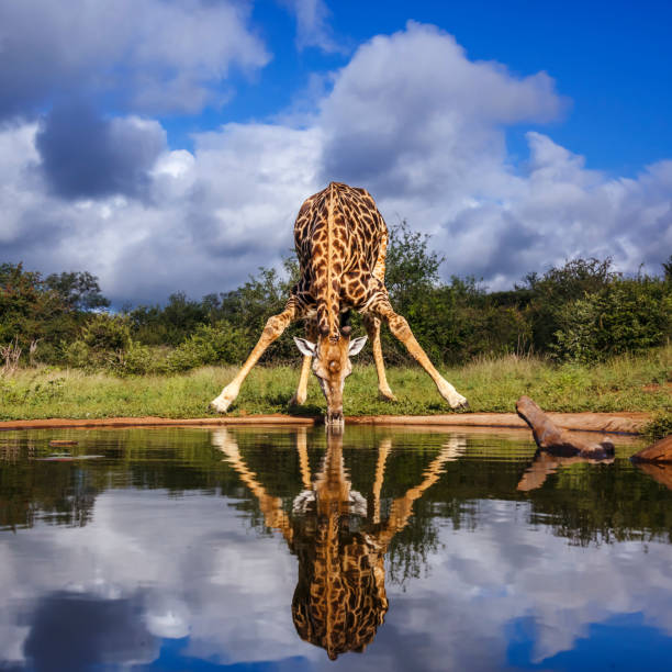 Giraffe drinking front view in waterhole in Kruger National park, South Africa ; Specie Giraffa camelopardalis family of Giraffidae