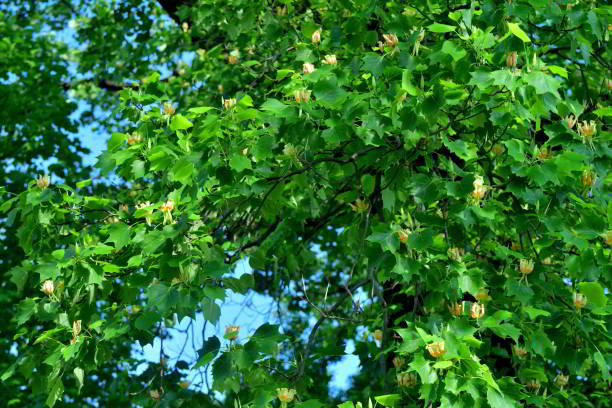 Tulip tree or poplar tree (Liriodendron tulipifera) is large deciduous tree, native to eastern North America, but can be found in Japan as well. It grows to 20-30 meters tall. It is noted for its cup-shaped, tulip-like flowers that bloom in late April and early May. The flowers are greenish-yellow with an orange band at the base of each petal.\nIn Tokyo, you can find them as street trees as well as in some public parks.