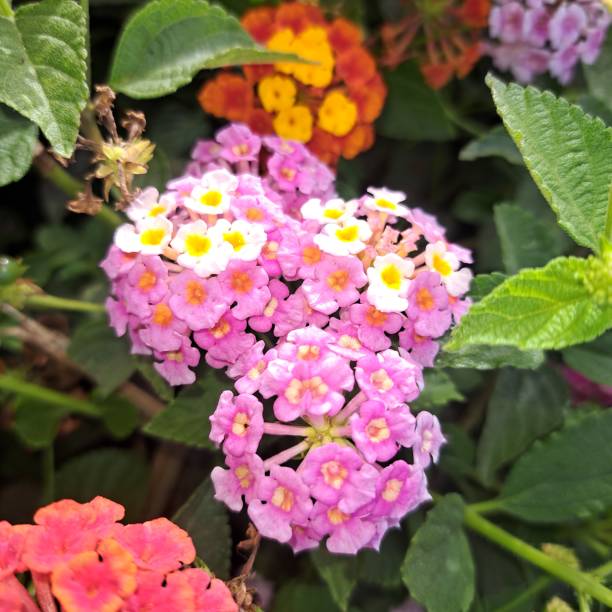 istock Multi color flower in the garden 2154603537