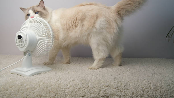 istock Cat lying in front of a white fan. 2154604007