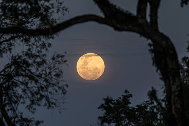 full moon at night surrounded by vegetation