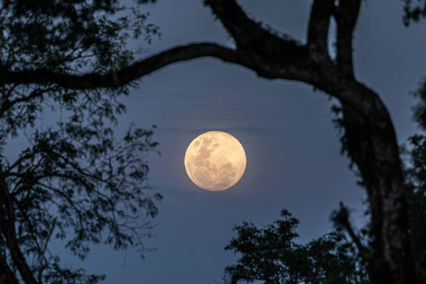 istock full moon at night surrounded by vegetation 2154604038