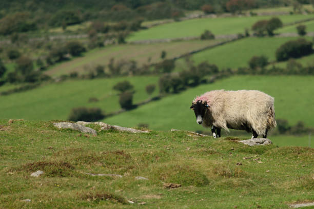 istock Sheep on a Grassy Hill with Scenic Green Fields 2154608393