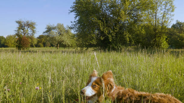 Dog plays in field of grass