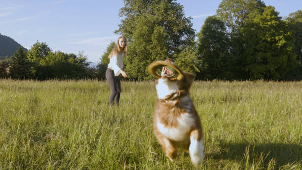 istock Young woman plays in grasses with dog 2154610114