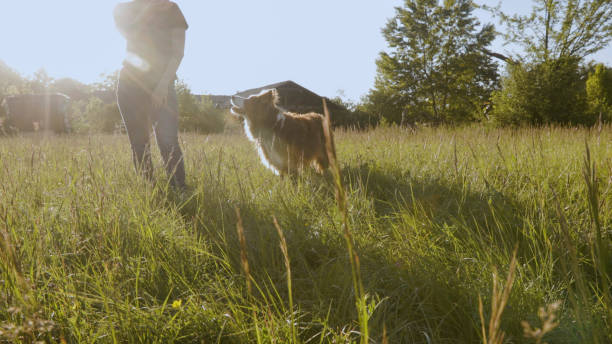 istock Young woman plays in grasses with dog 2154610227