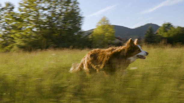 Dog plays in field of grass