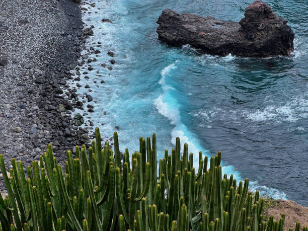 Beach with black volcanic stones - view from above with cacti in the foreground. Turquoise blue water with white foam on waves. Tenerife, Puerto de la Cruz.