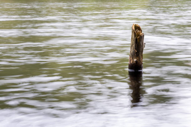 A longe log standing upright surrounded by green forest water in Oslo, Norway