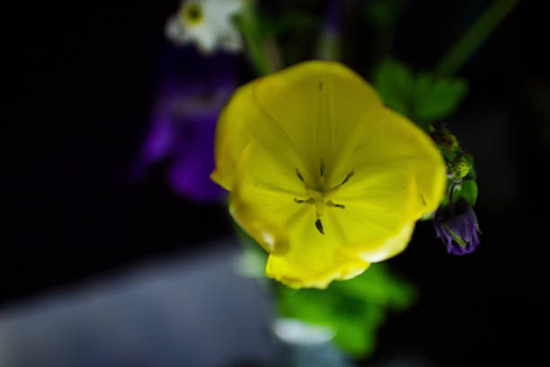 close-up of pink evening primrose 'Oenothera speciosa'