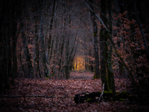 autumn light in the forest