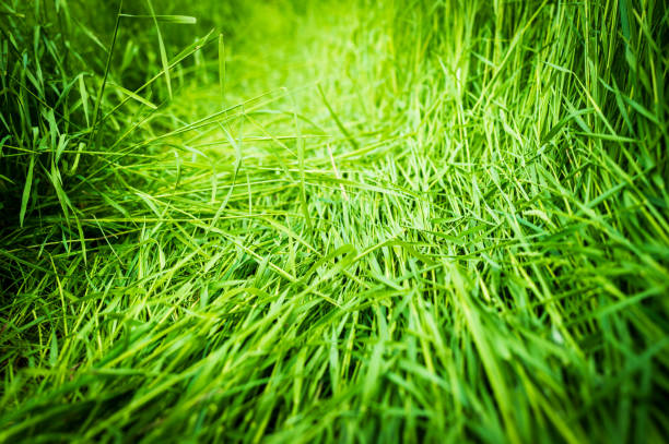 Woman using a lawnmower in a woodland, cutting long grass